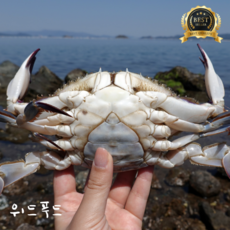 [당일조업]활 꽃게 제철 암꽃게 서해안 알배기 꽃게 냉동꽃게NO!