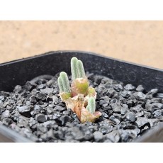 아프리카농장 TOP01