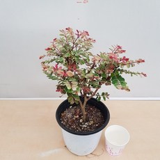 소코라코 TOP01
