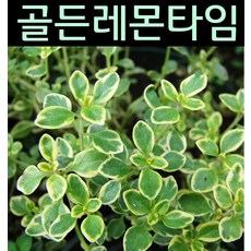 //상품명