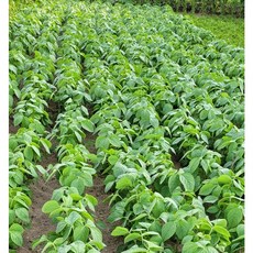 생콩잎-추천-상품