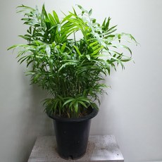 공기정화식물 테이블야자 공기정화식물 119, 1개