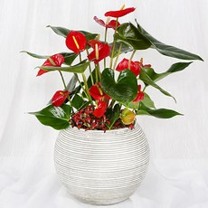 안스리움실버브러쉬