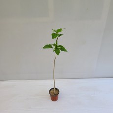 온누리농원 황칠나무 공기정화식물 반려식물