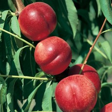 같이가치농원 복숭아나무 묘목 천도복숭아 (천홍) 접목1년특묘, 1개