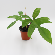 [골든플랜트] 필로덴드론 플로리다뷰티 수입식물 실내 공기정화식물 희귀 고급식물, 1개
