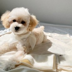강아지손수건