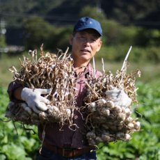 홍산마늘가격-추천-상품