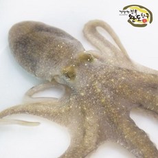 오너클랜 [완도친구] 자연산 활낙지 3마리 총 300g, 1
