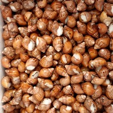 먹이용 달팽이(500g), 500g, 1개