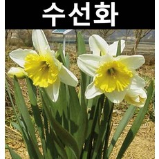 수선화 1판(15개)/모종/꽃숙근/조경용