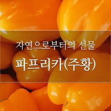 홍파프리카