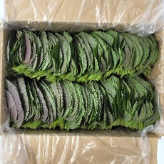 깻잎농장