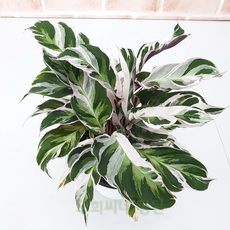 칼라데아퓨전화이트