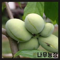 포포나무