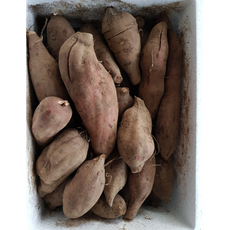 [야콘 산지직송] 레드야콘 10kg 횡성 둔내고랭지/후숙은 필수입니다, 1박스