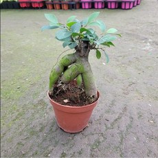인삼벤자민