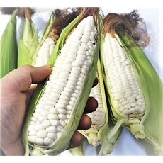 24년 햇 미백(찰)옥수수, 20개
