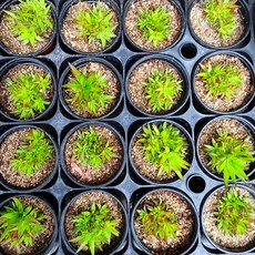 베란다화초키우기