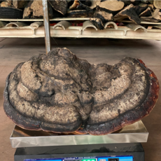 잔나비불로초버섯 히말라야 가문비나무 건조 원물, 2.25kg, 1개