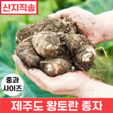 [품질보증] 제주도 왕토란 종자 중자 사이즈 (생산량이 풍부한 타로 토란종자), 1박스, 5kg