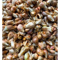 안성 쪽파종자 쪽파구근 쪽파씨앗 쪽파종근 판매, 1개, 1kg