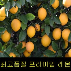 무농약제주레몬