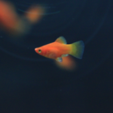 5b4b2b21d1bfd332ab77d1e1af6c1ae6404bca58ddd523f9ceef34b434fa.png