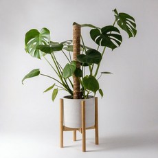 수태 코코넛 봉 몬스테라 넝쿨 식물 지지대 40cm 80cm, 방수 80cm, 1개
