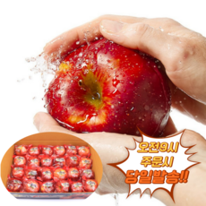 사과맛집 당도보장 꿀맛 간편아침 세척사과 중과, 1개, 5kg(20~25입)