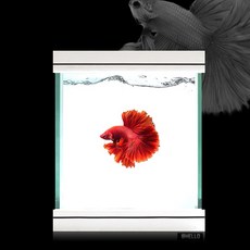 아쿠아큐브피쉬