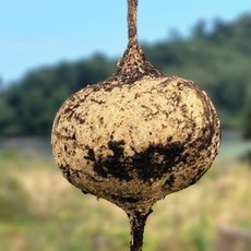 제주 히카마 멕시코 얌빈 감자, 1박스, 3kg