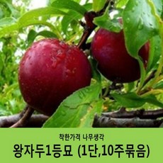 찔레뿌리
