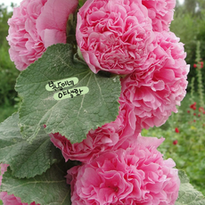 겹접시꽃 [4포트] 핑크 (복남이네 야생화 모종 hollyhock 체터스 더블), 1개