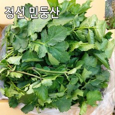 어수리나물 어수리 강원도 정선 민둥산 노지재배 산나물, 어수리나물 1kg, 1개