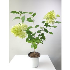 목수국라임라이트