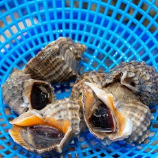 서해안 수산시장 직송 소라 중 1kg (5~8개) 싯가 시세 택배 제철음식 생일음식 생신음식, 5개