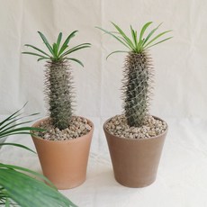라메리선인장