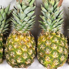 트레이더스파인애플