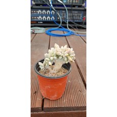 석연화