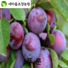 푸룬나무 푸룬나무묘목 건자두나무묘목 과일나무 꽃나무 조경수, 1개