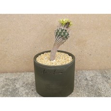 폴리카르푸스의편지