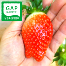 [GAP인증] 논산 킹스베리딸기 대왕딸기 산지직송, 1박스, 400g(특과)