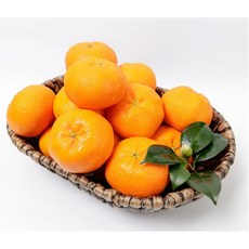 제주 고급과일 레드향 한라봉 로얄 프리미엄 귤 선물, 제주특산물 한라봉 프리미엄과 5kg