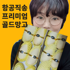 태국골드망고
