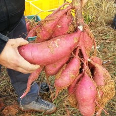 황토 유기농 꿀고구마 5kg 특상(120-300g) 베니하루카, 단품