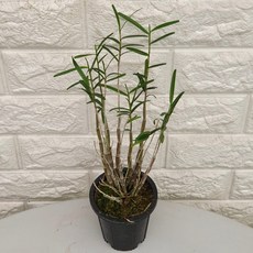 죽도석곡