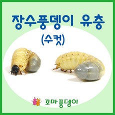 꼬마풍뎅이 장수풍뎅이 유충, 1번 장수풍뎅이 유충 수컷