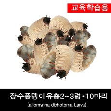 장수풍뎅이유충/애벌레2~3령 10마리SET 
