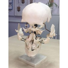 인체 모형 키트 사람 모형 인간의 두개골 부품 (16 조각) 인간의 두개골 모델 인간의 두개골 모델 두개골 분리 해부학 병원 뼈 모델, 없음